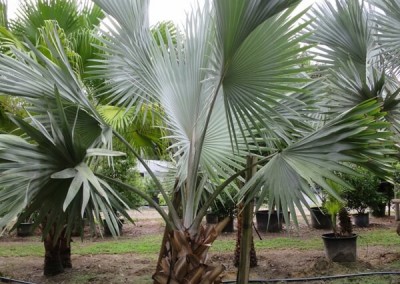 Bizmarck palm