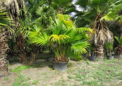 Chinese fan palm (2)
