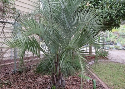 Pindo Palm- slow growing-hardy sun or shade (1)