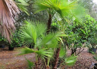 Porodis palm- multi trunk palm