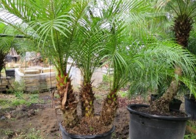 Robilinni palm- slow growing