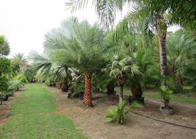 Sylvester palm (2)