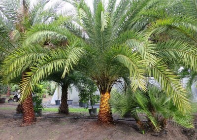 Sylvester palm (4)