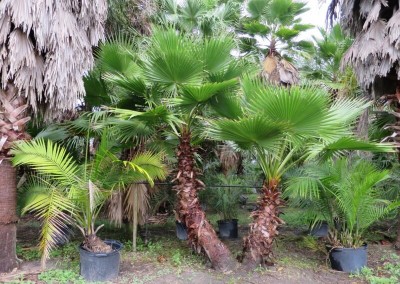 Washantonia palm- hardy- fast growing