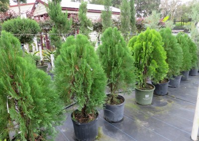 Arborvite- evergreen
