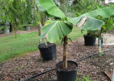 Banana plant- edible- shade or part sun