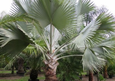 Bizmark palm (2)