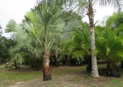 Bizmark palm- slow growing