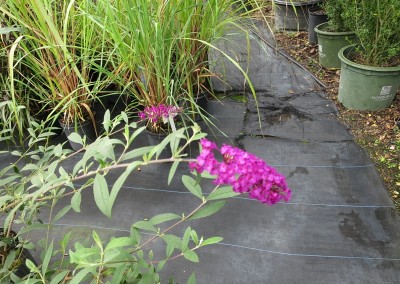 Budlia- aka butterfly bush- assorted colors and growing habits-sun-part shade