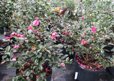 Camellia sasanqua-assorted colors-shade-part sun-evergreen -blooms in winter