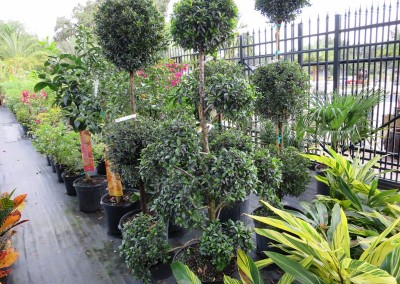 Eugenia topiary- assorted shapes and sizes