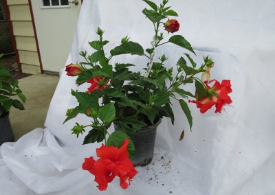 Hibiscus Double Red