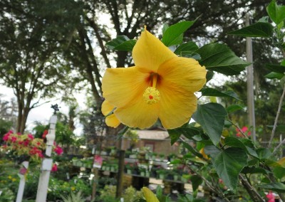 Hibiscus Red-Yellow (2)