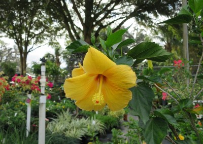 Hibiscus Red-Yellow