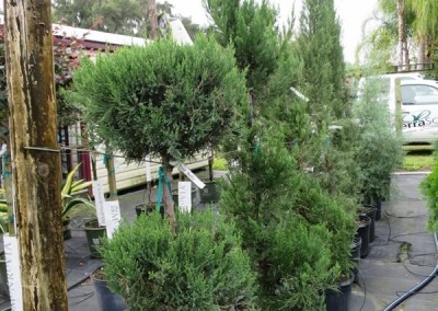 Juniper topiary- assorted shapes and sizes