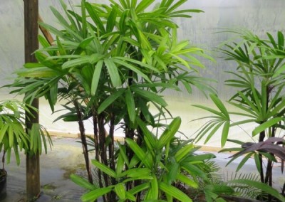 Lady palm- shade lover- slow growing- nice potted plant
