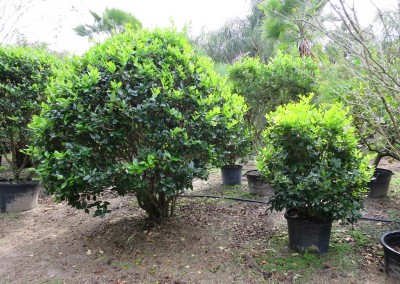 Ligustrum- great for privacy