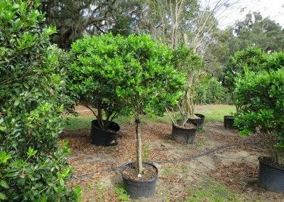 Ligustrum topiary- assorted shapes and sizes