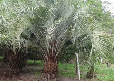 Pindo palm (4)