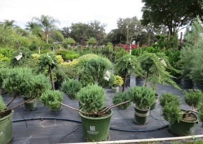 Pom pom juniper- topiary- evergreen- full sun