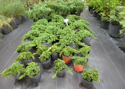 Procumbens Nana- dwarf groundcover- full sun- evergreen
