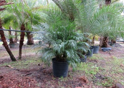 Robilinni palm (2)