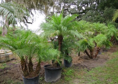 Robilinni palm (3)