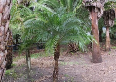 Robilinni palm (4)
