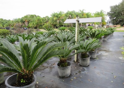 Sago palms- slow growing