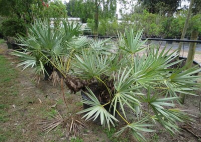 Silver saw palmetto- butterfly host- slow growing- native