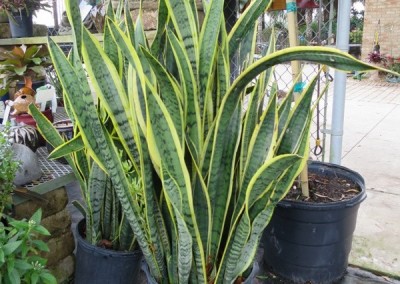 Snake plant- great potted plant-