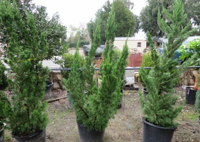 Torlosa juniper-evergreen