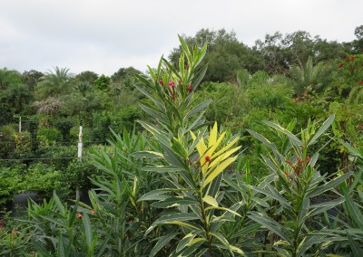 Variegated oleander