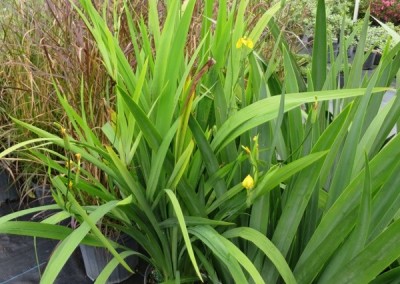Walking iris-spreder-flowers can range in color most often yellow or white- 2-3' tall